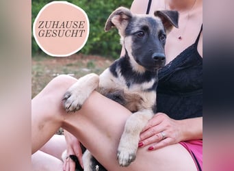 Welpe Noah sucht sein Zuhause ❤️