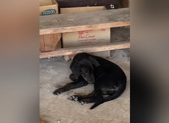 Vermittlungshilfe für Bruno❤️