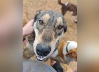 ARTHUR sucht seine Für-Immer-Familie❤️