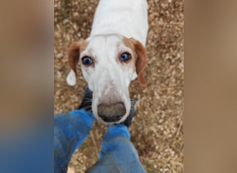 Zarte IRMA sucht Zuhause oder PS ❤️