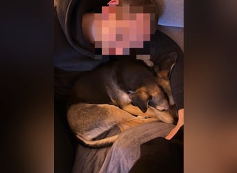 Ronja sucht ein Zuhause oder eine PS