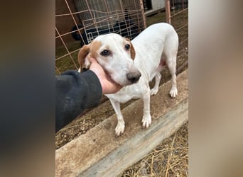 Zarte IRMA sucht Zuhause oder PS ❤️