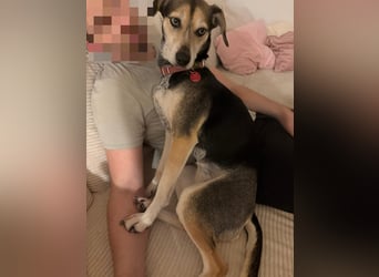 Ronja sucht ein Zuhause oder eine PS
