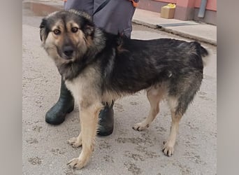 LOGAN sucht seine Familie ❤️