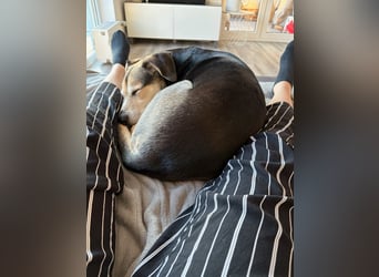 Ronja sucht ein Zuhause oder eine PS