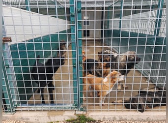 Vermittlungshilfe für Notfall Alysa ❤️