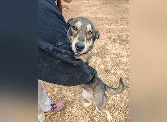 ARTHUR sucht seine Für-Immer-Familie❤️