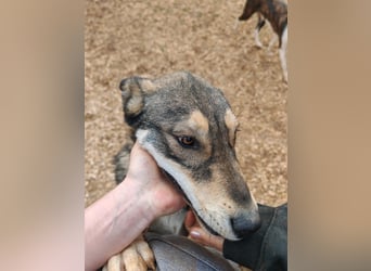 ARTHUR sucht seine Für-Immer-Familie❤️