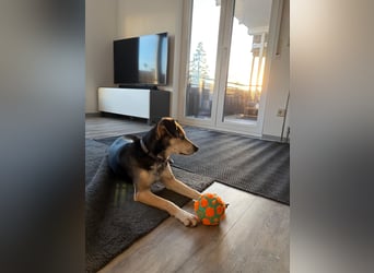 Ronja sucht ihr forever Home❤️