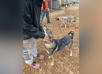 ARTHUR sucht seine Für-Immer-Familie❤️