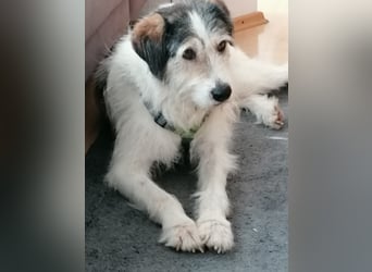 Kuschelbär Sirius sucht sein Zuhause ❤️