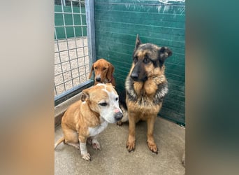 Vermittlungshilfe für Notfall Alysa ❤️