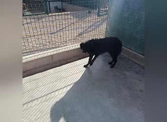 Zarte Arabica sucht forever Home❤️