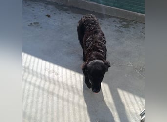 Zarte Arabica sucht forever Home❤️