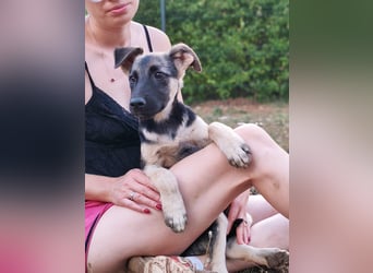 Welpe Noah sucht sein Zuhause ❤️