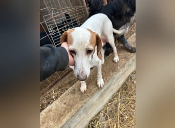 Zarte IRMA sucht Zuhause oder PS ❤️