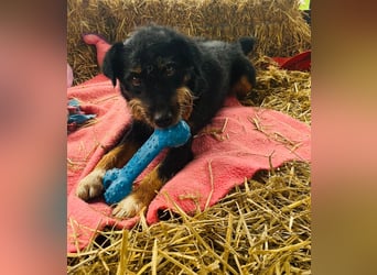 CARLO sucht sein perfect match ❤️