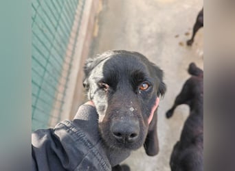 EAGLE sucht forever Home ❤️