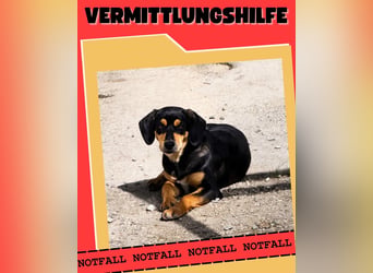 Vermittlungshilfe für Lola❤️