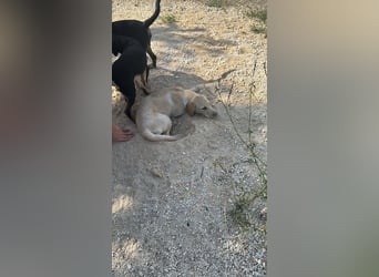 Vermittlungshilfe für Sunny ❤️