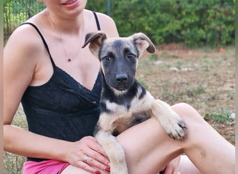 Welpe Noah sucht sein Zuhause ❤️