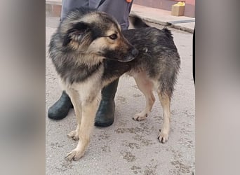 LOGAN sucht seine Familie ❤️