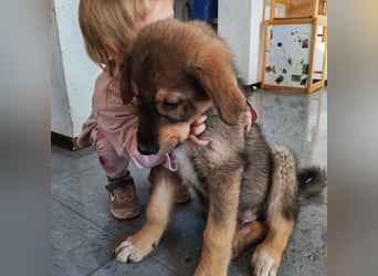 Welpe GODI sucht seine Familie ❤️