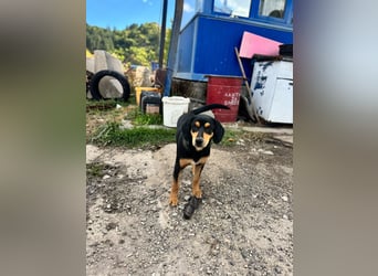 Vermittlungshilfe für Lola❤️