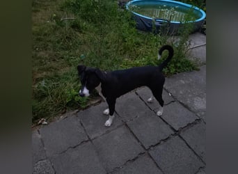 Kira sucht ihr Für-immer-Zuhause❤️