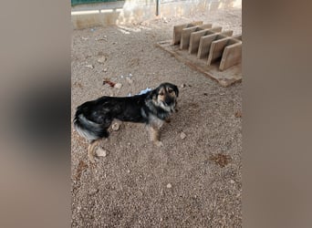 LOGAN sucht seine Familie ❤️