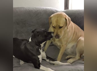 Kira sucht ihr Für-immer-Zuhause❤️