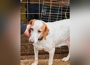 Zarte IRMA sucht Zuhause oder PS ❤️