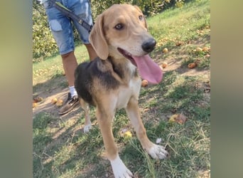 Welpe Lea sucht ihre Für-Immer-Familie❤️