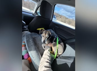 Ronja sucht ihr forever Home❤️