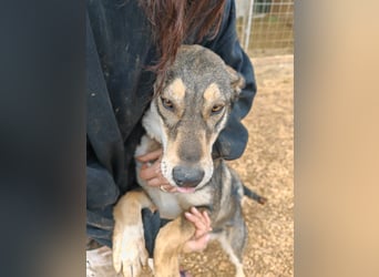 ARTHUR sucht seine Für-Immer-Familie❤️