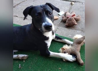 Kira sucht ihr Für-immer-Zuhause❤️