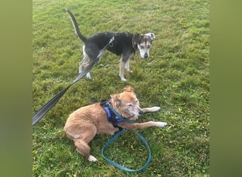 Menschenbezogene RONJA sucht perfect match ❤️