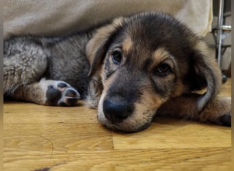 Welpe GODI sucht seine Familie ❤️