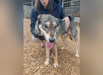 ARTHUR sucht seine Für-Immer-Familie❤️