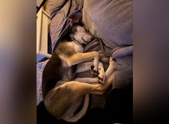 Ronja sucht ihr forever Home❤️