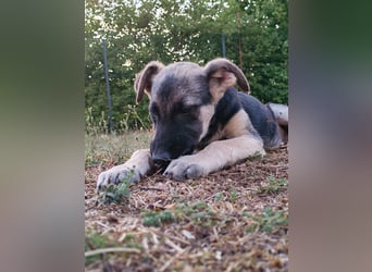 Welpe Noah sucht sein Zuhause ❤️