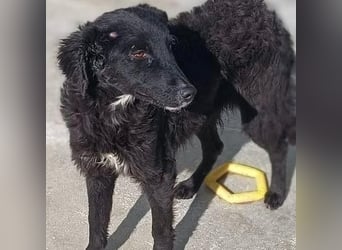 Zarte Arabica sucht forever Home❤️