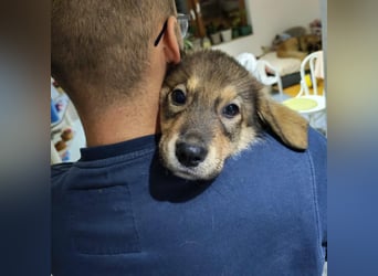 Welpe GODI sucht seine Familie ❤️