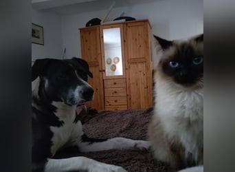 Kira sucht ihr Für-immer-Zuhause❤️