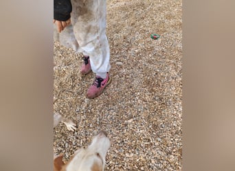 Zarte IRMA sucht Zuhause oder PS ❤️