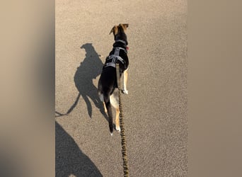 Ronja sucht ihr forever Home❤️