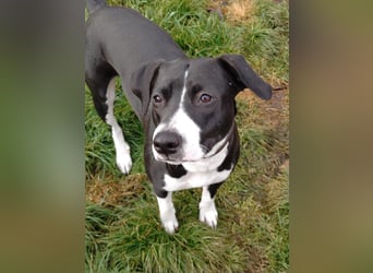 Kira sucht ihr Für-immer-Zuhause❤️