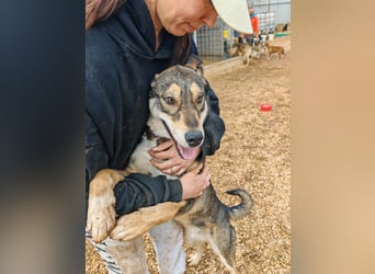 ARTHUR sucht seine Für-Immer-Familie❤️
