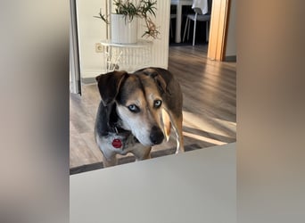 Ronja sucht ein Zuhause oder eine PS