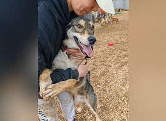 ARTHUR sucht seine Für-Immer-Familie❤️